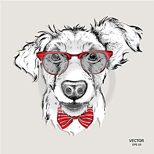 Image Portrait bulldog in the cravat and with glasses. Vector illustration. photo
