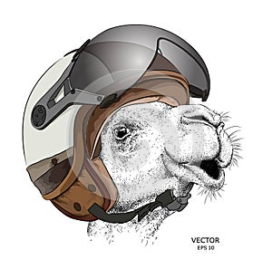 Image Portrait camel in motorcycle helmet. Vector illustration.