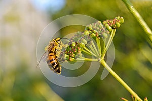 Pollen-Covered Honeybee on Green Bloom photo