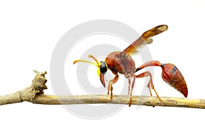 Image of potter wasp Delta sp, Eumeninae.