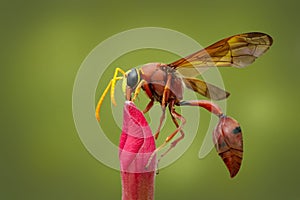 Image of potter wasp Delta sp, Eumeninae on flower. Insect Animal