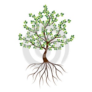 Green tree with roots on a white background.