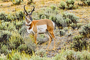 Pronghorn Antelope Yellowstone National Park photo