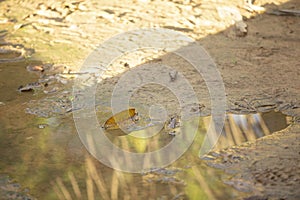 Image of a puddle in the floor. Reflexion and textured due to rain.