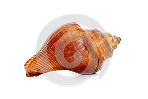 Image of pugilina cochlidium Spiral melongena on a white background. Red Sea Snail. Undersea Animals. Sea Shells
