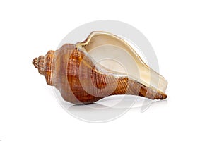 Image of pugilina cochlidium Spiral melongena on a white background. Red Sea Snail. Undersea Animals. Sea Shells