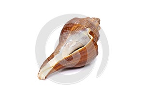 Image of pugilina cochlidium Spiral melongena on a white background. Red Sea Snail. Undersea Animals. Sea Shells