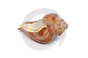 Image of pugilina cochlidium Spiral melongena on a white background. Red Sea Snail. Undersea Animals. Sea Shells