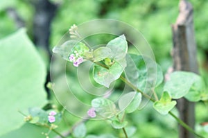 This is an image of punarnava plant or boerhavia diffusa plant