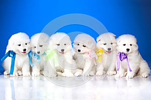 Image of puppies Samoyed breed
