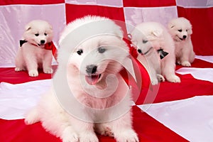 Image of puppies Samoyed breed
