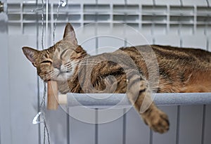 Image of a purebred Bengal cat lying on a hammock attached to a heater. Pet care concept