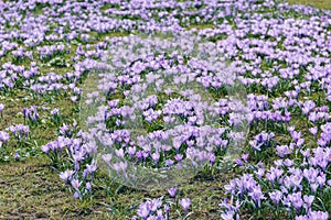 Image of purple crocuses bloomed in the park