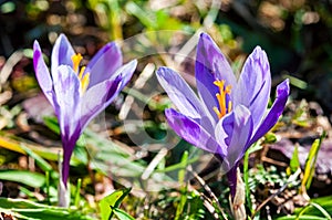 Image of purple flowers