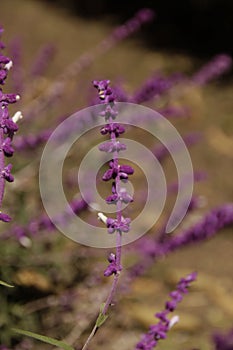 Image of a purple Mexican bush sage flower in the blur background.