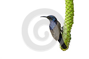 Image of purple sunbirdMale on a branch on white background. Cinnyris asiatica Bird. Animal