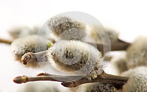 Image of a pussy-willow on table close-up