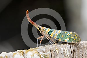 Image of Pyrops candelaria or lantern Fly.