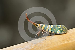 Image of Pyrops candelaria or lantern Fly.