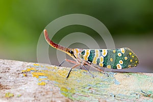 Image of Pyrops candelaria or lantern Fly.