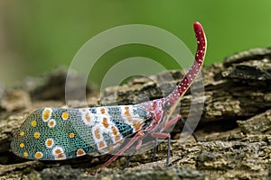 Image of pyrops candelaria Pyrops candelarius.