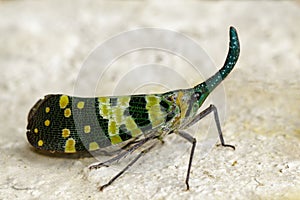 Image of Pyrops viridirostris Westwood, 1848 on the floor. photo