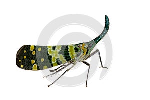 Image of Pyrops viridirostrisWestwood, 1848 isolated on white background. Insect. Animals