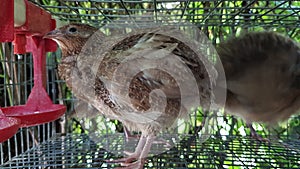 an image of quails or partridges in a cage. agricultural poultry photo