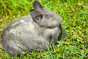 Image of rabbit grass background