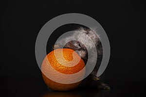 Image of rabbit orange dark background