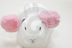Image of rabbit white background