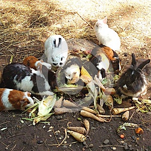 Image of rabbits and hamsters at lunch time