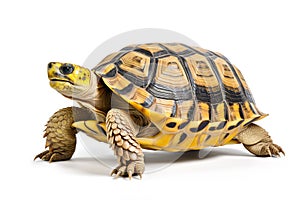 Image of radiated tortoise (Astrochelys radiata) on a white background. Reptile. photo