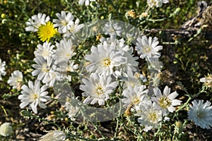 Image of Rafinesquia neomexicana wildflowers, also known as Desert Chicory, Plumeseed or New Mexico Plumeseed; Anza Borrego Desert photo