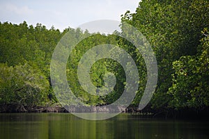 Image of rain forest with the mangrove trees Ecological System