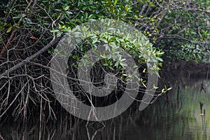 Image of rain forest with the mangrove trees Ecological System