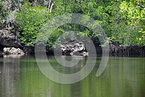 Image of rain forest with the mangrove trees Ecological System