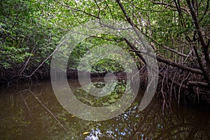 Image of rain forest with the mangrove trees Ecological System