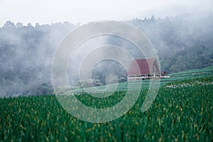 Image of rain-laden clouds arriving over a large onion plantation