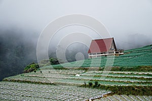 Image of rain-laden clouds arriving over a large onion plantation