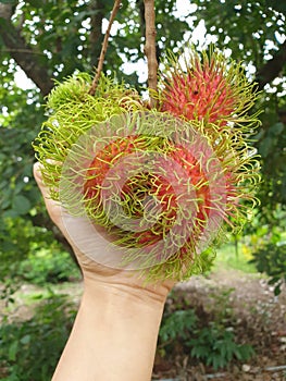The image of the rambutan is  a fruit of asia