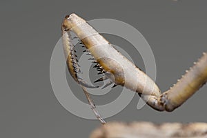 Raptorial claws of a mantis Iris oratoria photo