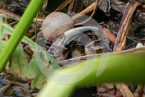 The Image of a rat-snake hunting a fish in the bushes of the pond