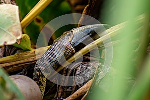 The Image of a rat-snake hunting a fish in the bushes of the pond