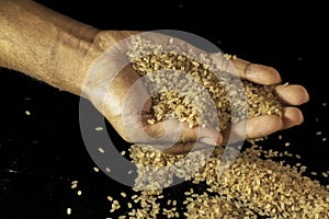 Image of raw rice in hand