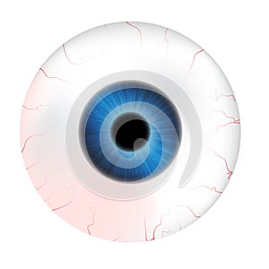 Image of realistic human eye ball with colorful pupil, iris. Vector illustration isolated on white background.