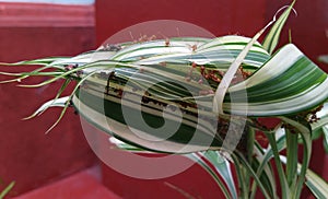 image of red ant's nest.