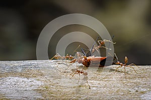 Image of Red Ants eating Red Cotton Bug on nature background.