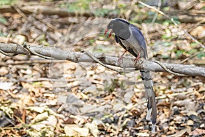 Image of Red billed Blue Magpie Bird on a tree branch on nature background. Animals
