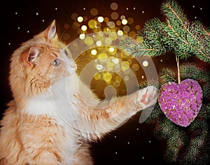 Image of red cat playing with Christmas decorations hanging